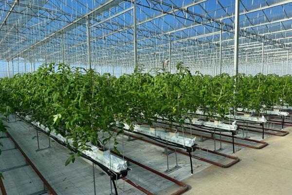 image of 7000 m² Glasshouse and Shed (Tomatoes)